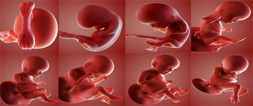 آزمایش تعیین جنسیت در اوایل بارداری